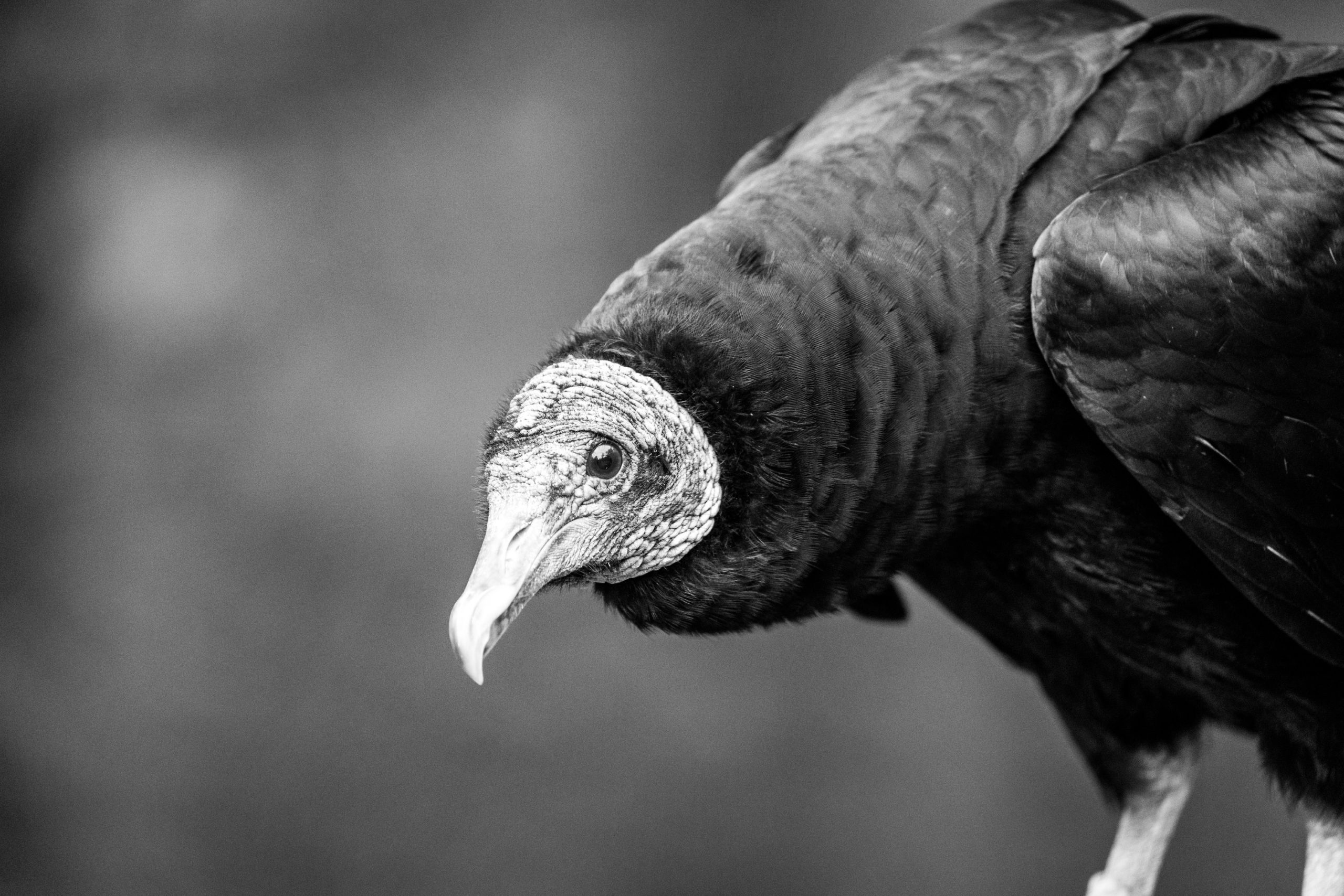 Curly the Vulture